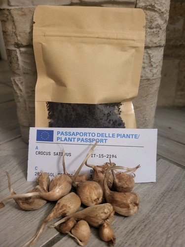 Prenota bulbi zafferano crocus - zafferano,