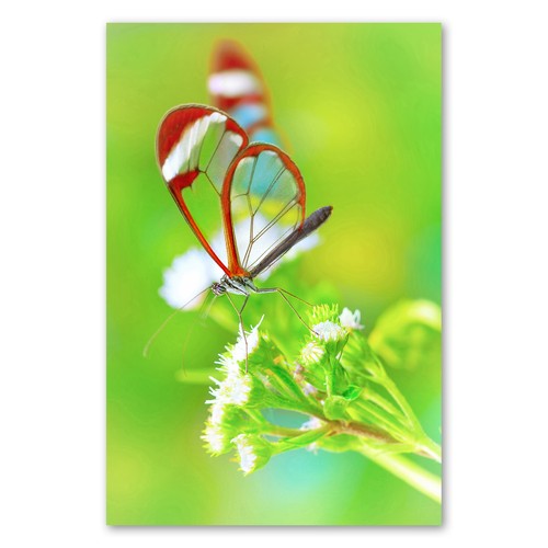 Postereck 1515 poster - postereck,