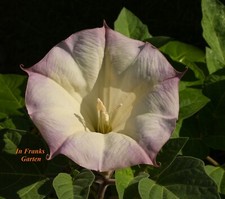 DATURA, Inoxia, profumo da