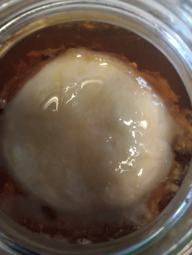 Live kombucha scoby oz - kombucha, di