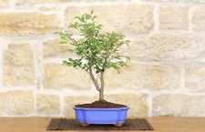 Bonsai ciliegio giapponese - di,