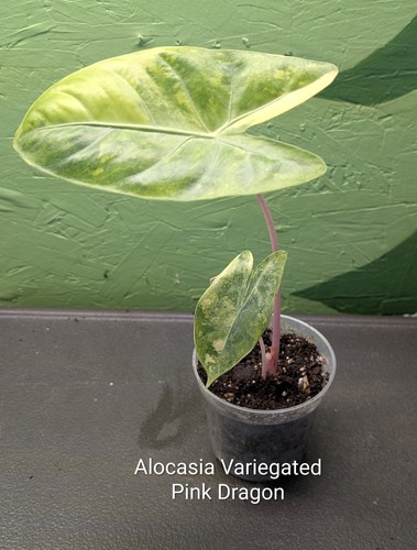 Alocasia variegated pink - alocasia,