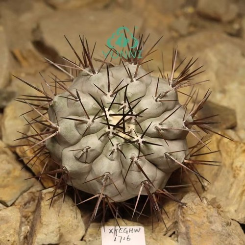 6cm copiapoa cinerea - 6.6cm, self