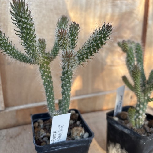 Opuntia spinosior - opuntia,