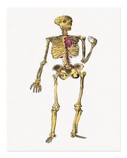 Scheletro anatomico vintage