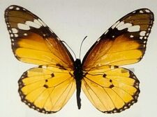 Farfalla tigre a righe reali 2,9" (femmina) in chiaro lucite Danaus Genutia Cramer
