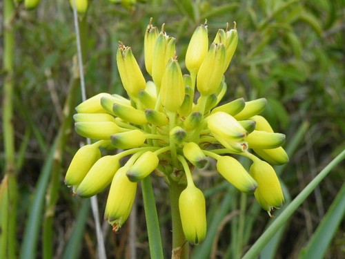 Rare graines aloe - rare,