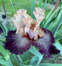 Iris TB,  'Io Volcanic