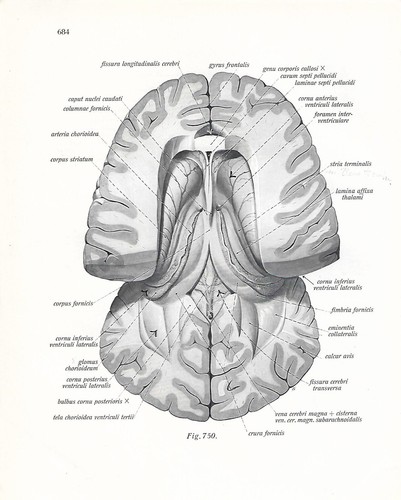 Stampa antica anatomia - stampa,