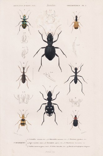 Cicindela chinensis coleottero - cicindela,