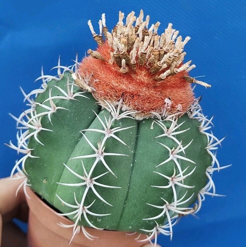 Melocactus matanzanus cefalio - matanzanus, +cefalio
