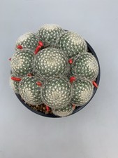 Mammillaria Lenta Spider Cactus Vaso 14 Cm Pianta Rara Da Seme, Proprie Radici