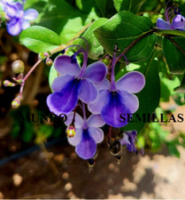 5 Semi Di Fiore Di Farfalla -