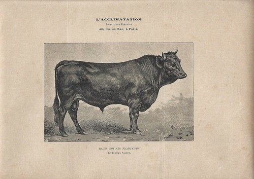 Stampa antica toro razza - stampa, di