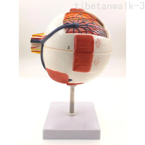 Pallina oculare anatomia umana
