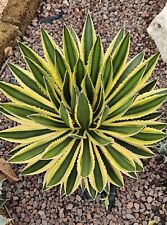 AGAVE LOPHANTHA QUADRICOLOR -