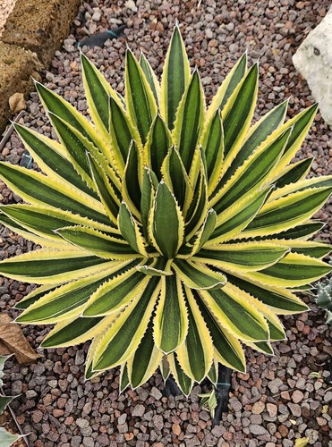 Agave lophantha quadricolor - agave,