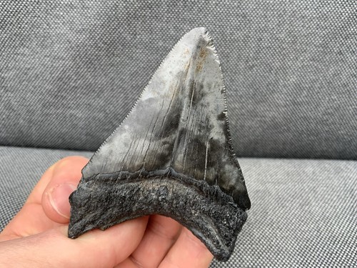 Rare megalodon fossil - 3"+,