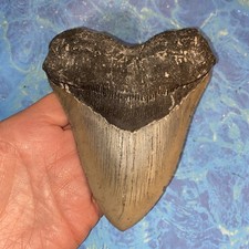 MEGALODONTE DENTE DI SQUALO