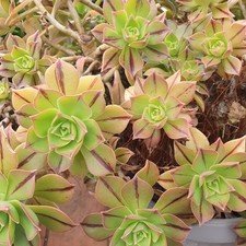 plantes grasses succulente