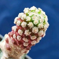 Mammillaria Theresae GLF 2133 (Durango) MEXPOT 6 CM "grafted" RARE!!!