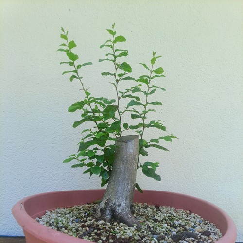 Bonsai carpino bianco - carpino, bianco.presto