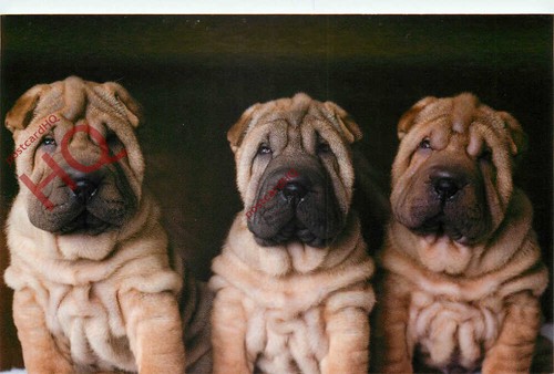Picture postcard dog sharpei - postcard__dog,,
