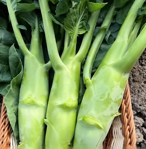 Fungo gai lan - fungo,