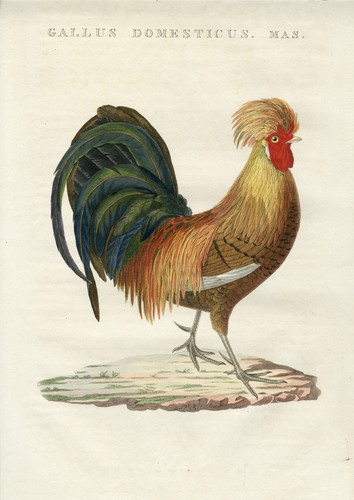 Gallus domesticus set - (pollo),
