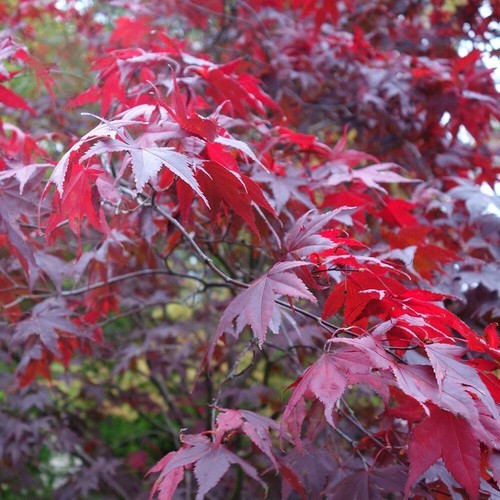 Acero rosso giapponese - , acer
