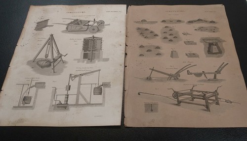 Antico piatto stampa anatomia - antico,