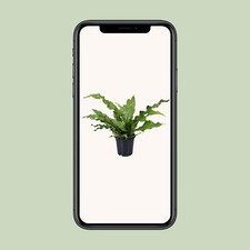 Microsorum Diversifolium -