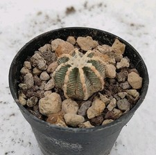 Aztekium hintonii Pøt 5,5cm
