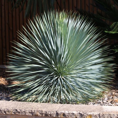 Yucca rostrata pianta - yucca,