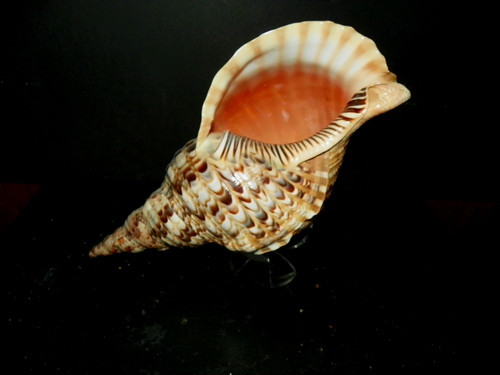 Charonia tritonis tromba di - charonia, (tromba