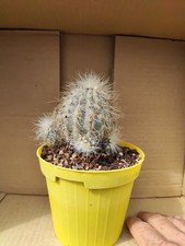 Copiapoa krainziana - copiapoa,