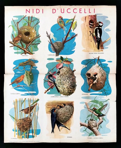 Nidi uccelli poster - di,