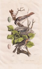 Nachtigall nightingale nest - nachtigall,