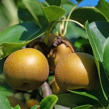 PIANTA DA FRUTTO PERO NASHI