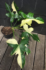 Bellissima pianta di