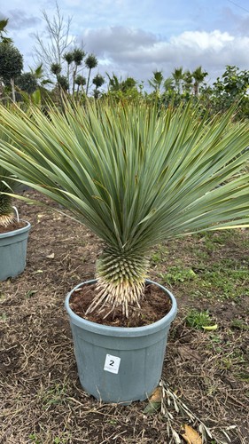 Yucca rostrata vaso 45cm - , h