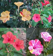 20 Semi Bella di Notte