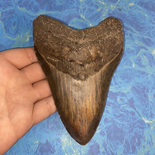 Megalodonte dente squalo - di,