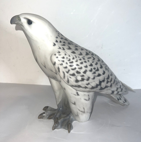 Falco islandese royal - falco,
