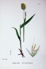 Vecchia stampa antica originale piante di botanica C1902 ovata coda di lepre erba lagurus