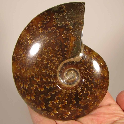 Modelli fossili suturati