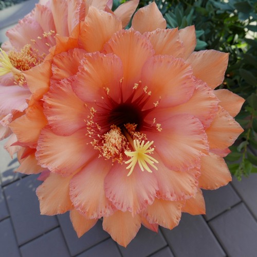 Cactus ibridi - ibridi, di