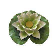 Ninfea verde e bianca in