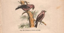 Stampa CROCIERE Loxia curvirostra incisione antica acquerellata del 1884