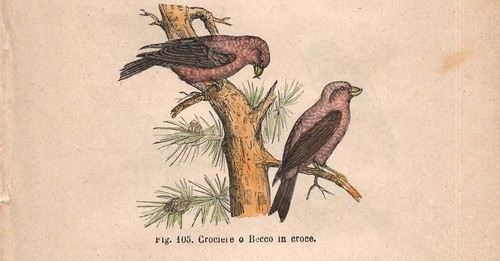Stampa crociere loxia - stampa,